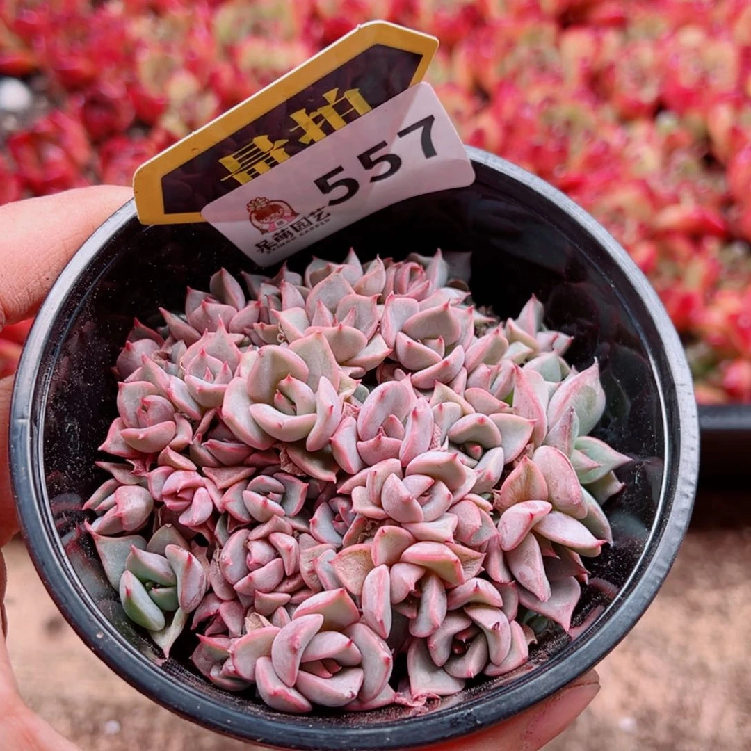 当前无花朵，栽培后可花朵