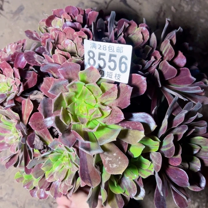 欧若拉多肉植物法师8556