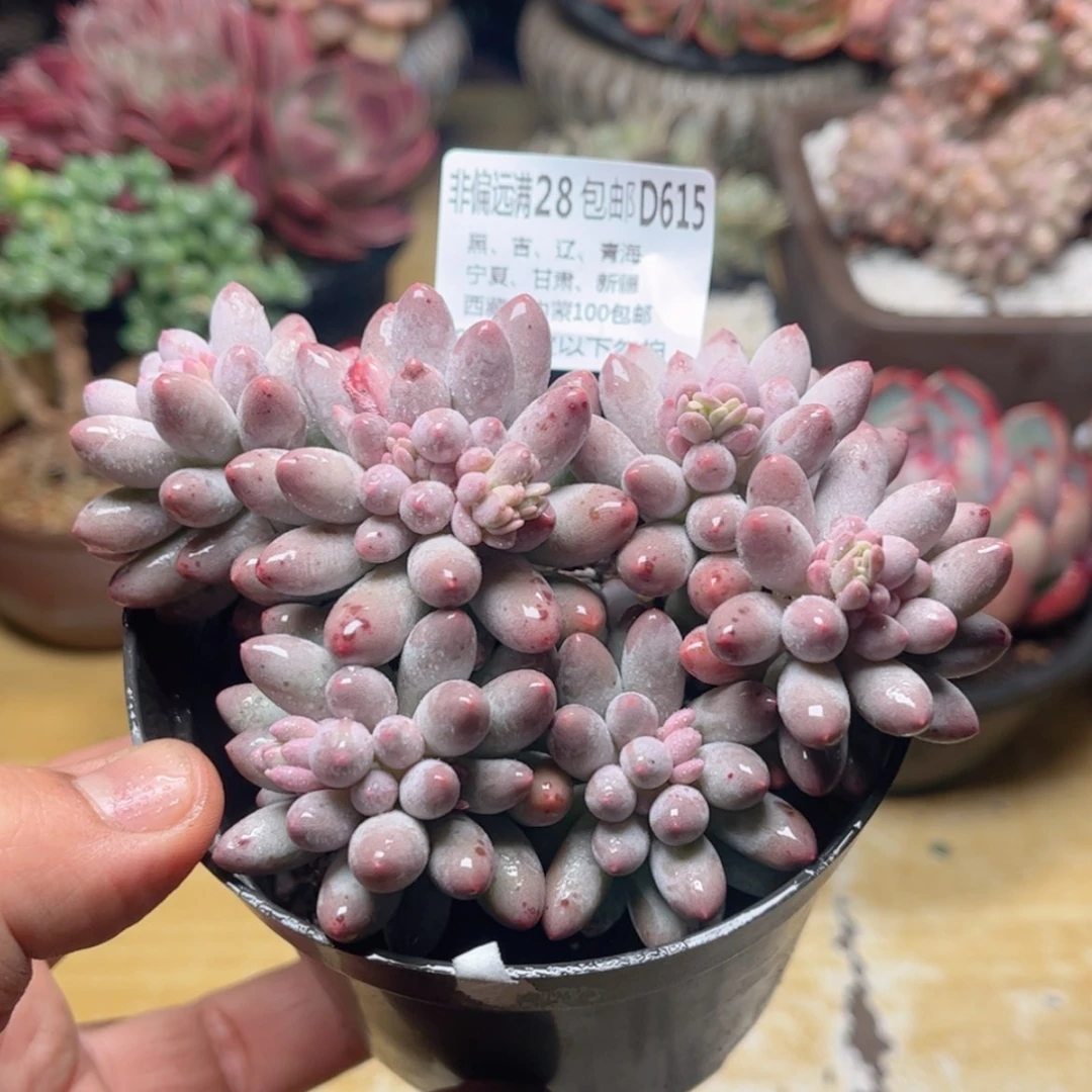 【闪购商品】615婴儿手指