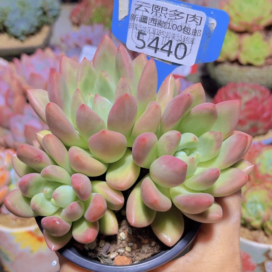 5440赫本露思。