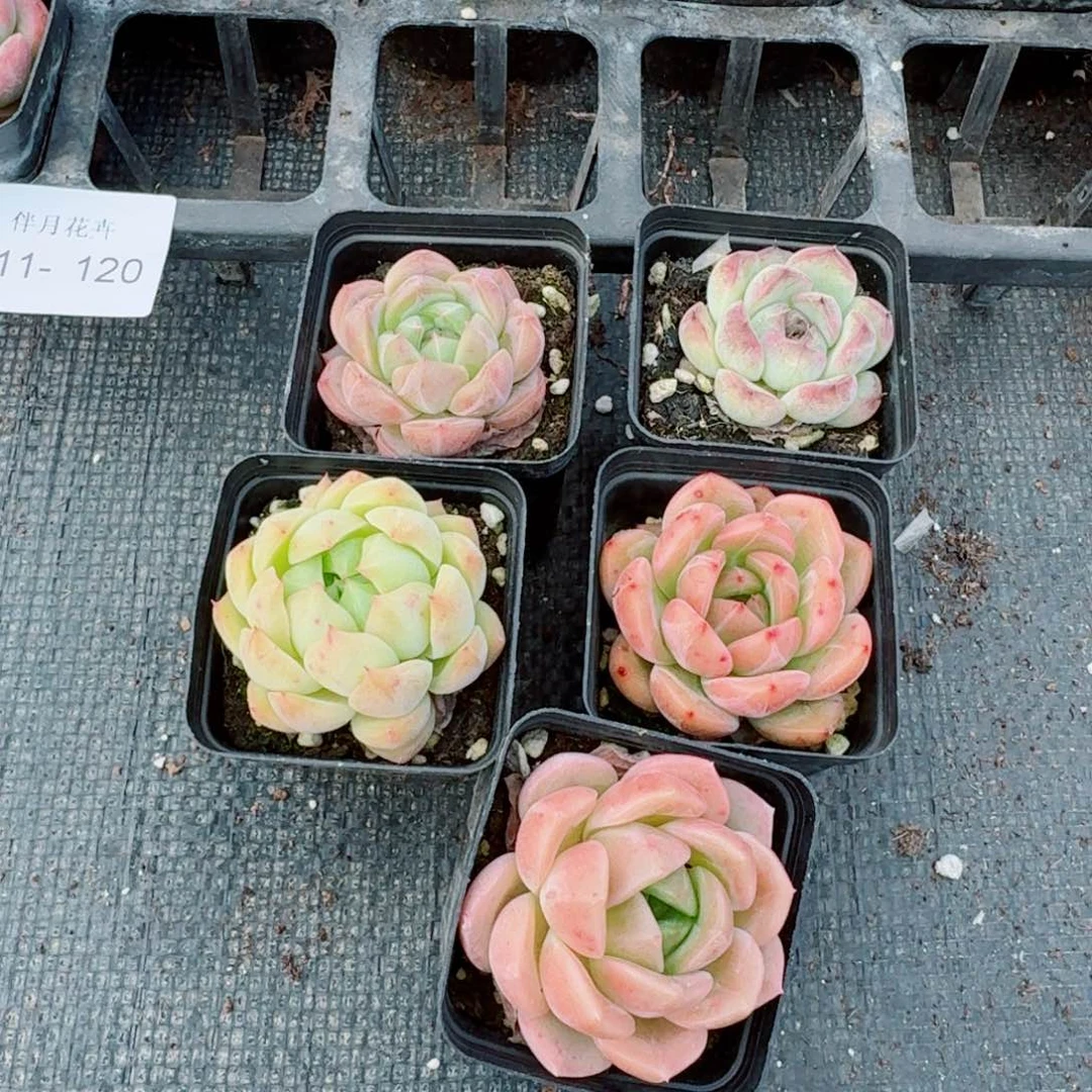 11-120多肉杂交五颗量拍