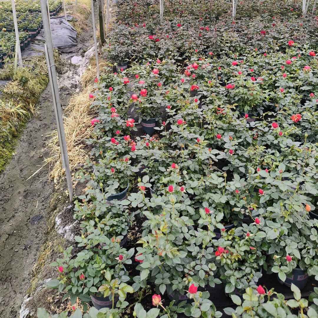 1加仑盆栽月季花