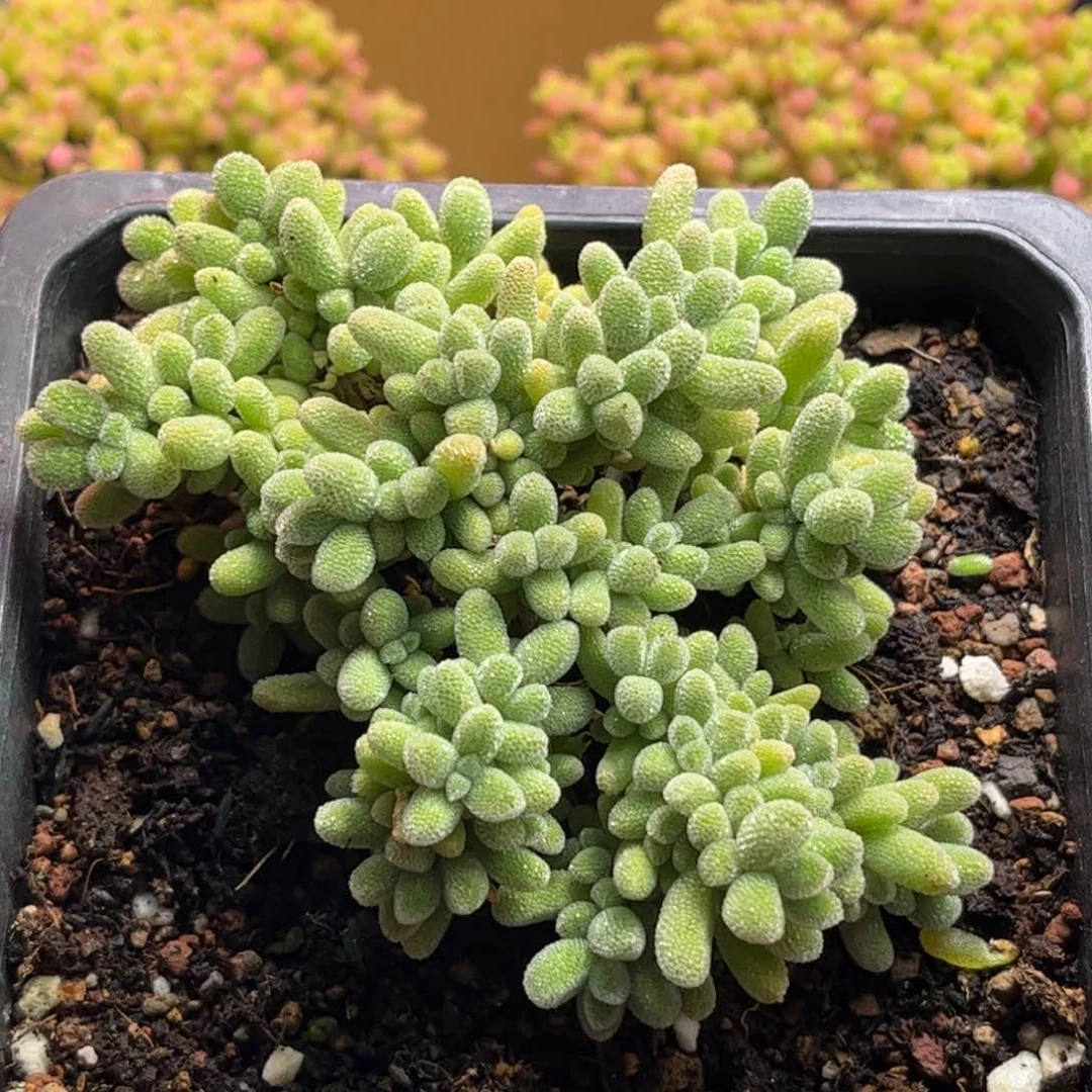 006冰晶优选枝干番杏