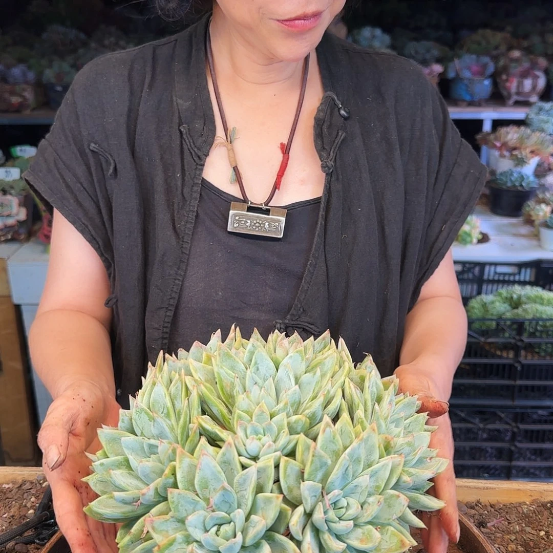 一****⁹一男，艾莎公主裙85          盆