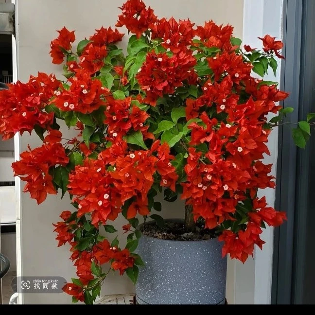 玫红色三角梅苗盆栽带花苞发货四季开花卉绿植