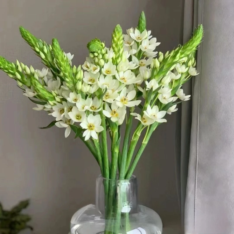 新鲜基地直发圣心百合鲜花鲜切水养雀梅鲜花室内装饰客厅插花