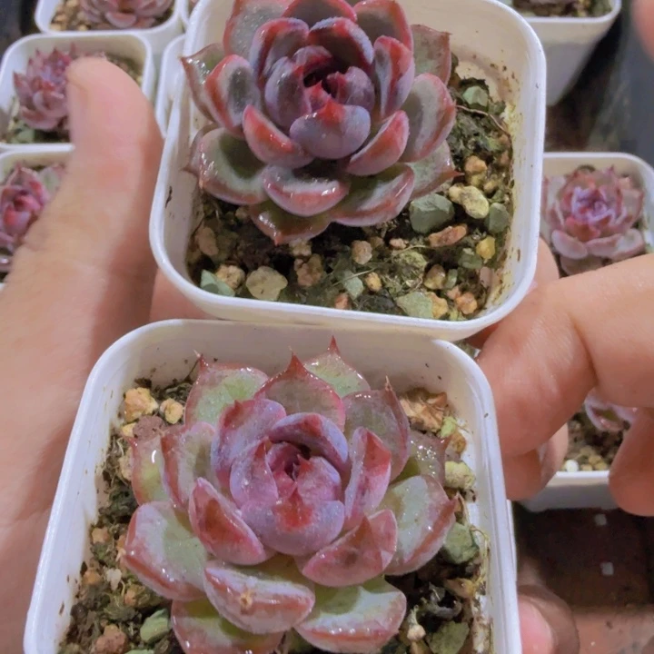 蓝莓芝士多肉五厘米盆一颗