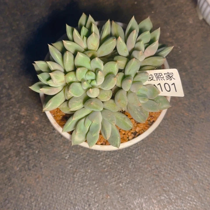 象牙福利A101福利111111111