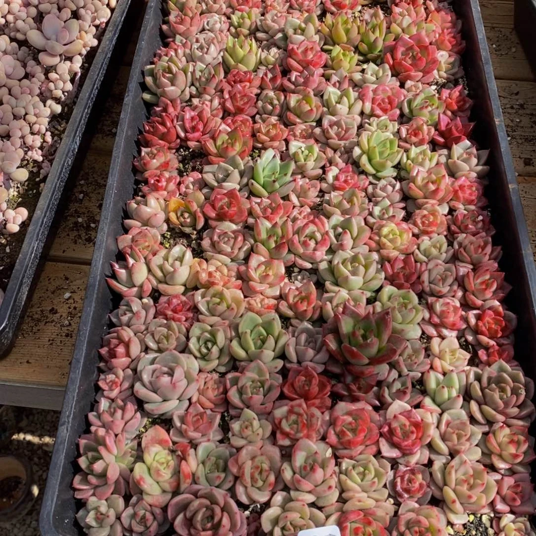 顗****】019多肉植物保护研究所所长