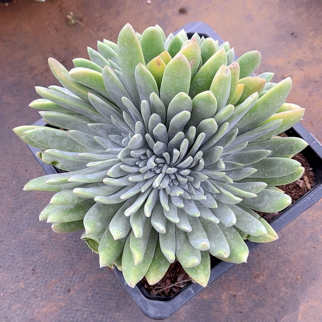 ?****?绿体诺马杂拇指寄养