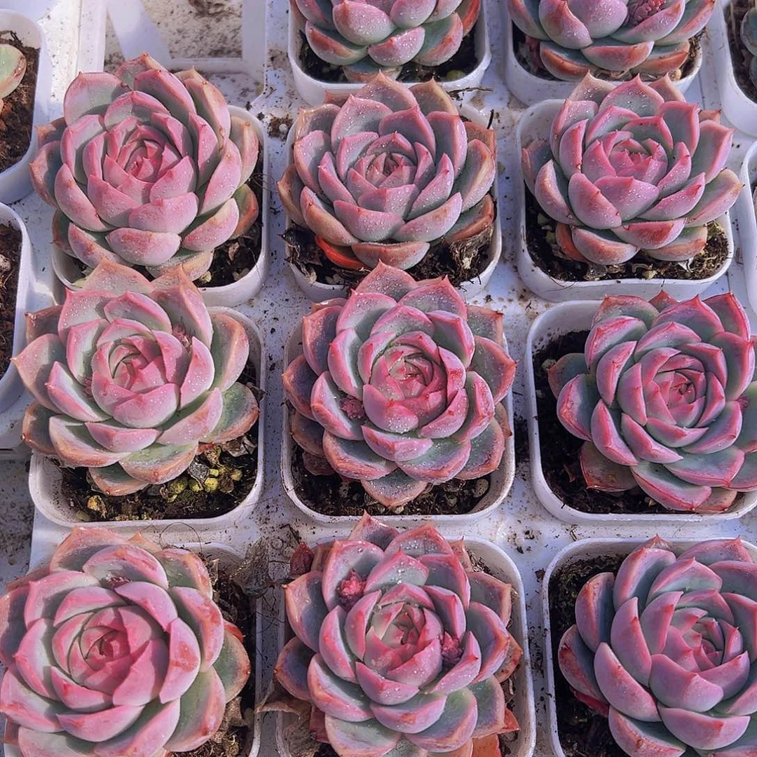 孤星19包邮多肉植物