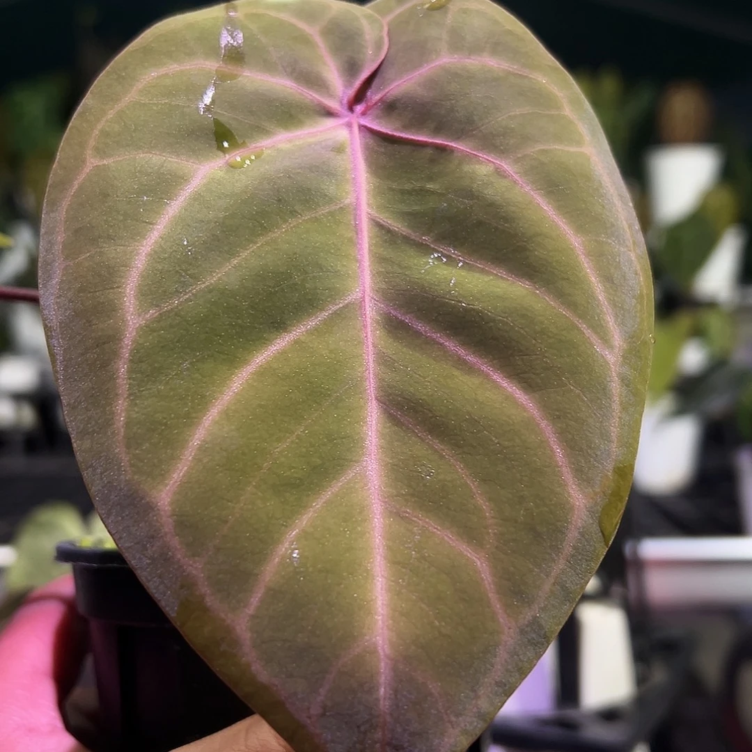 完全开放紫水晶*刷子