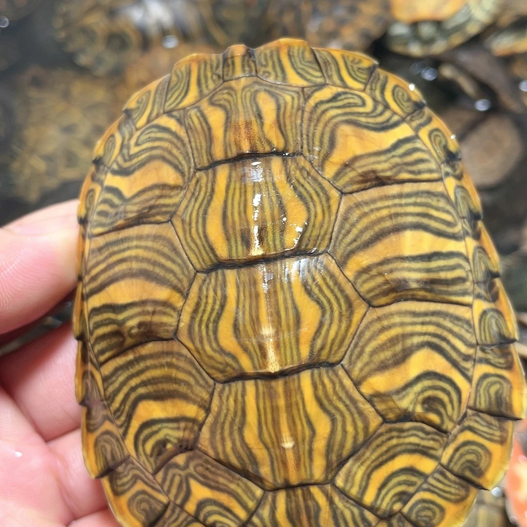 宠物龟不分公母9.0