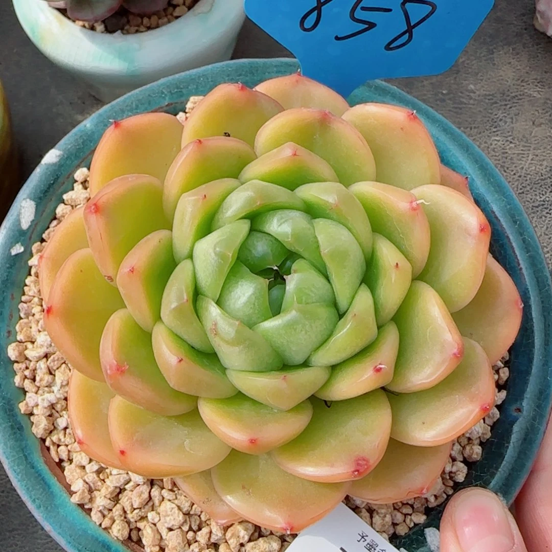 翡翠珍妮，7583多肉植物