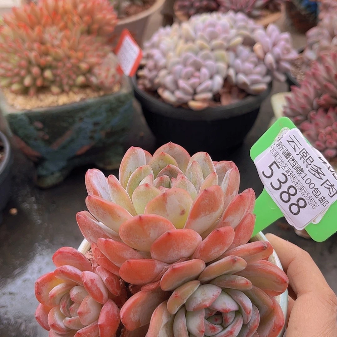 5388全明星多肉植物