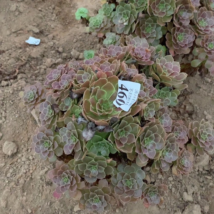 460荷兰玫瑰大手捧4号