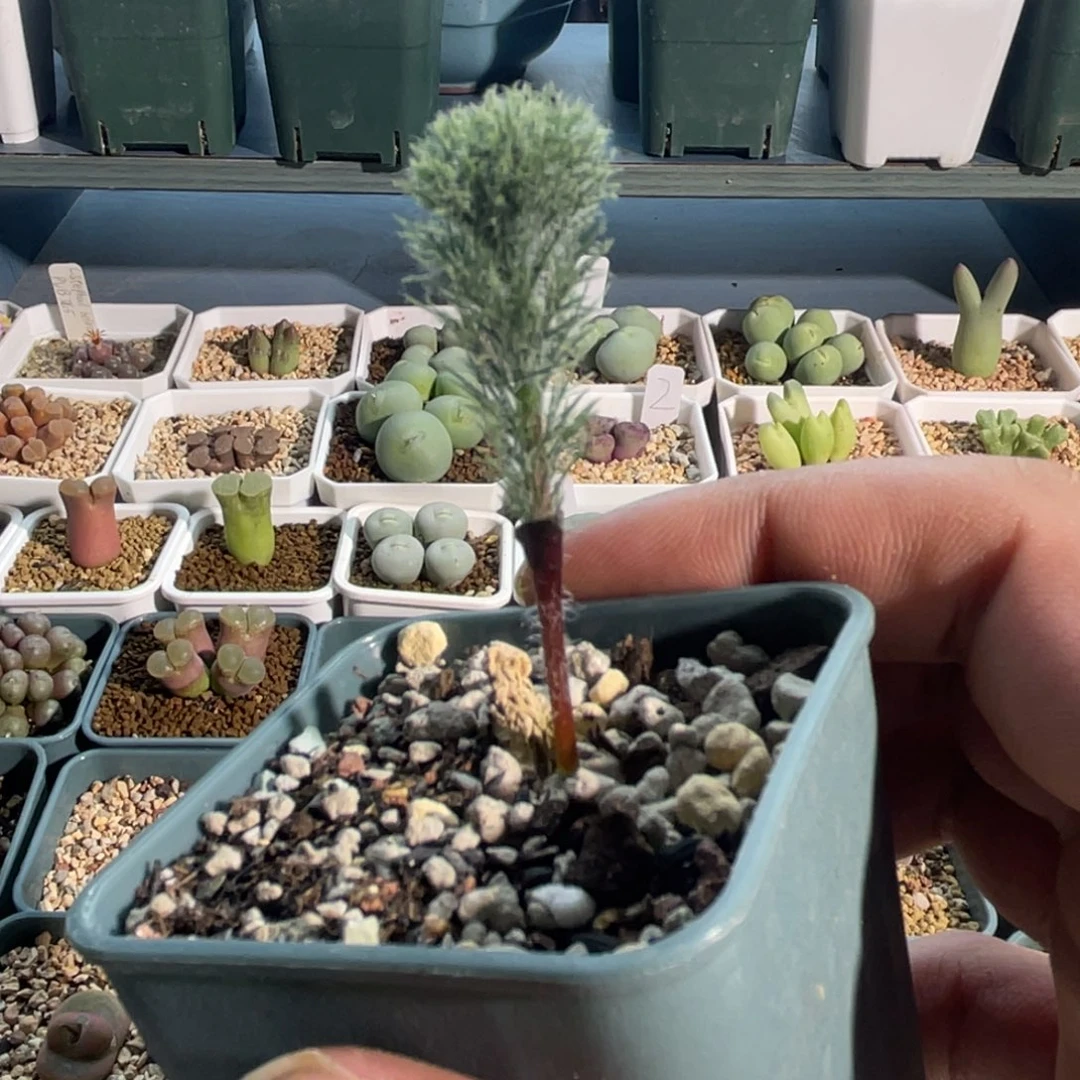 鸡毛掸子植物一物一拍