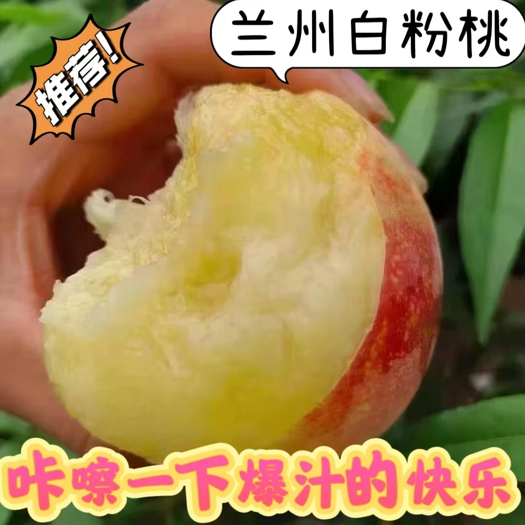兰州白凤桃新鲜现摘脆软两吃鲜甜多汁夏日应季水果