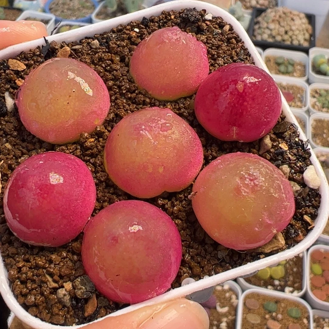 088多肉植物百科