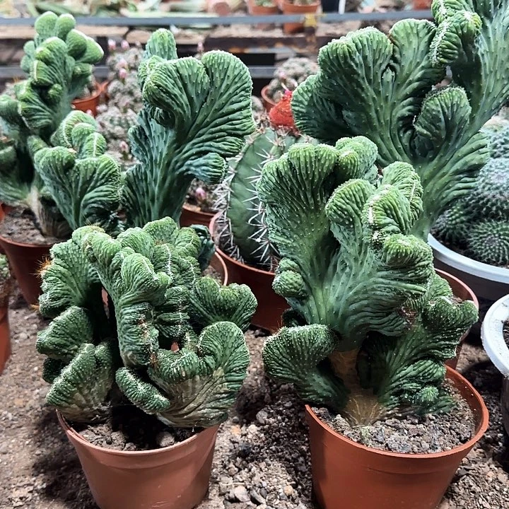 五指山1111111111111111