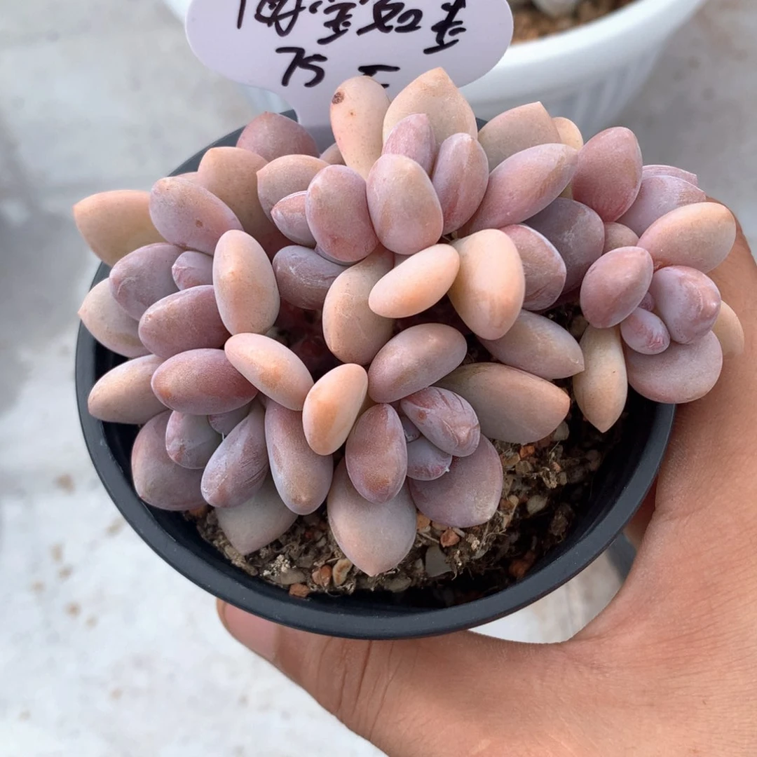 粉兔自然群9头一物一拍