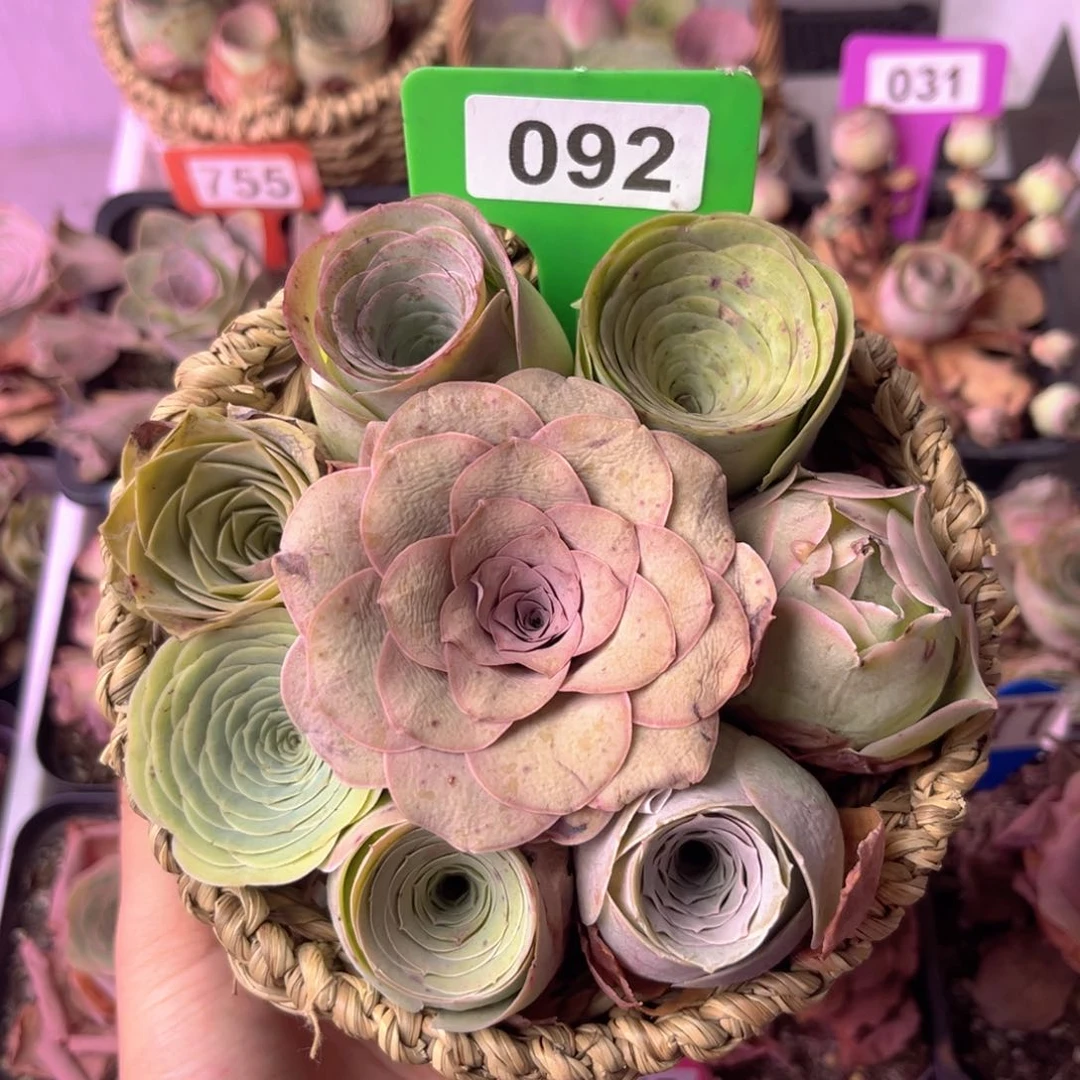 山地玫瑰一物一拍092 8颗