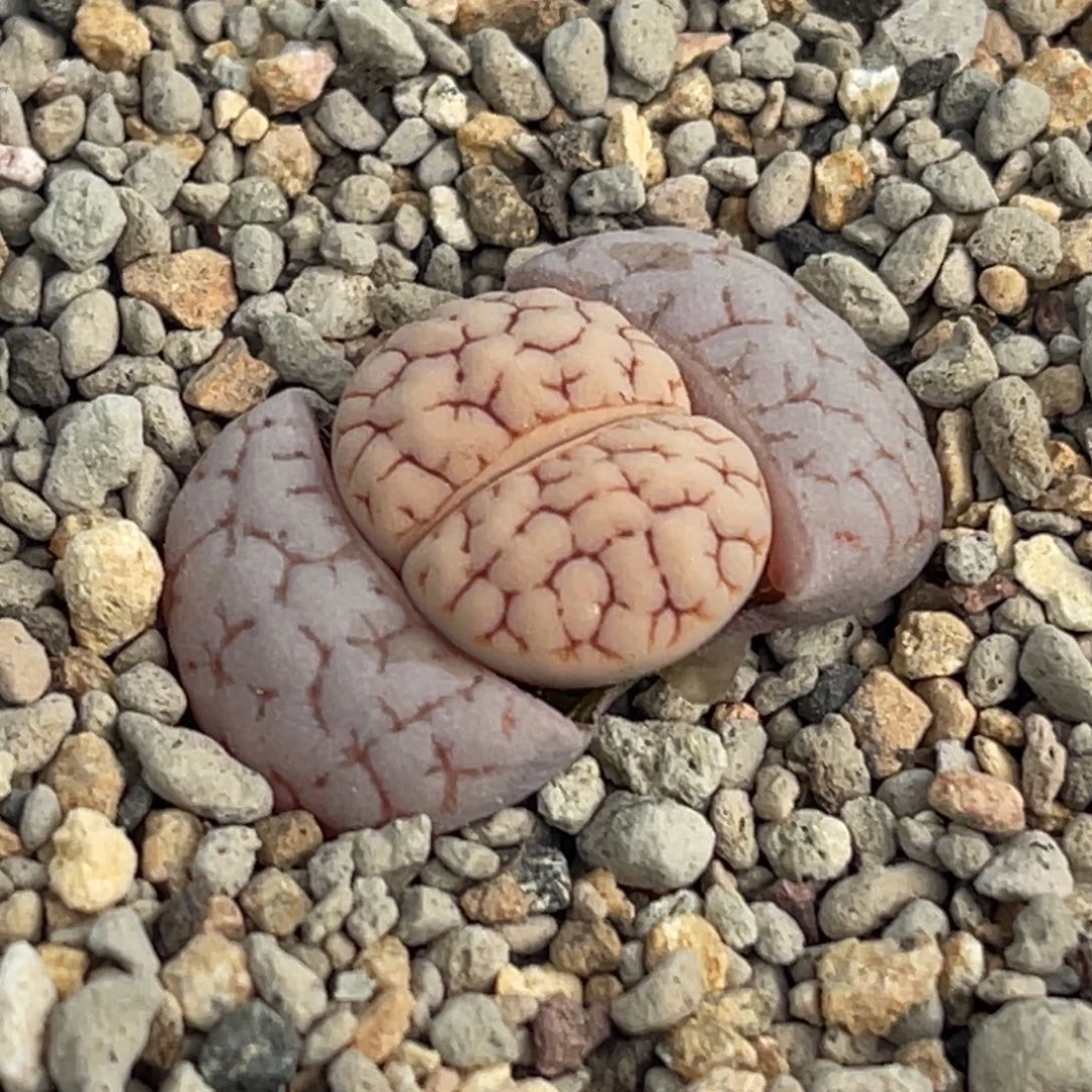 7947红纹蛙哥189一颗