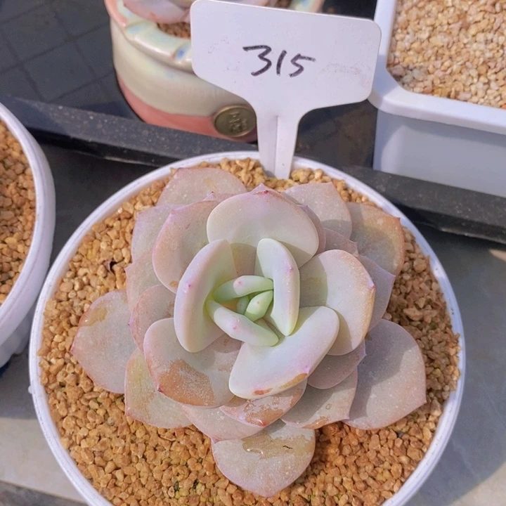 多肉植物，开心多肉