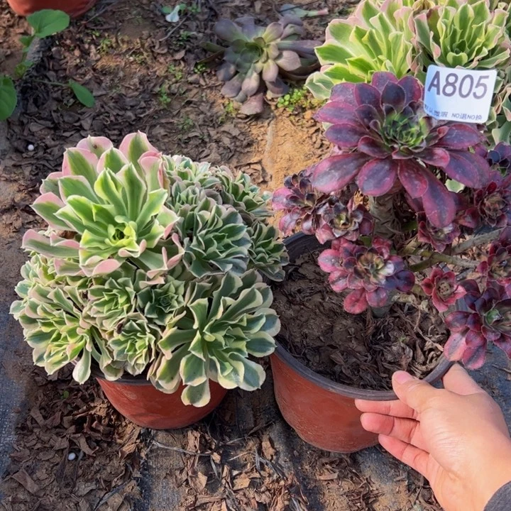 组合2颗多肉植物805.