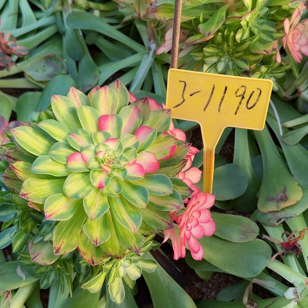 3-1190+--知否知否多头