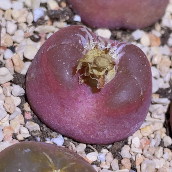 486886885798857878477