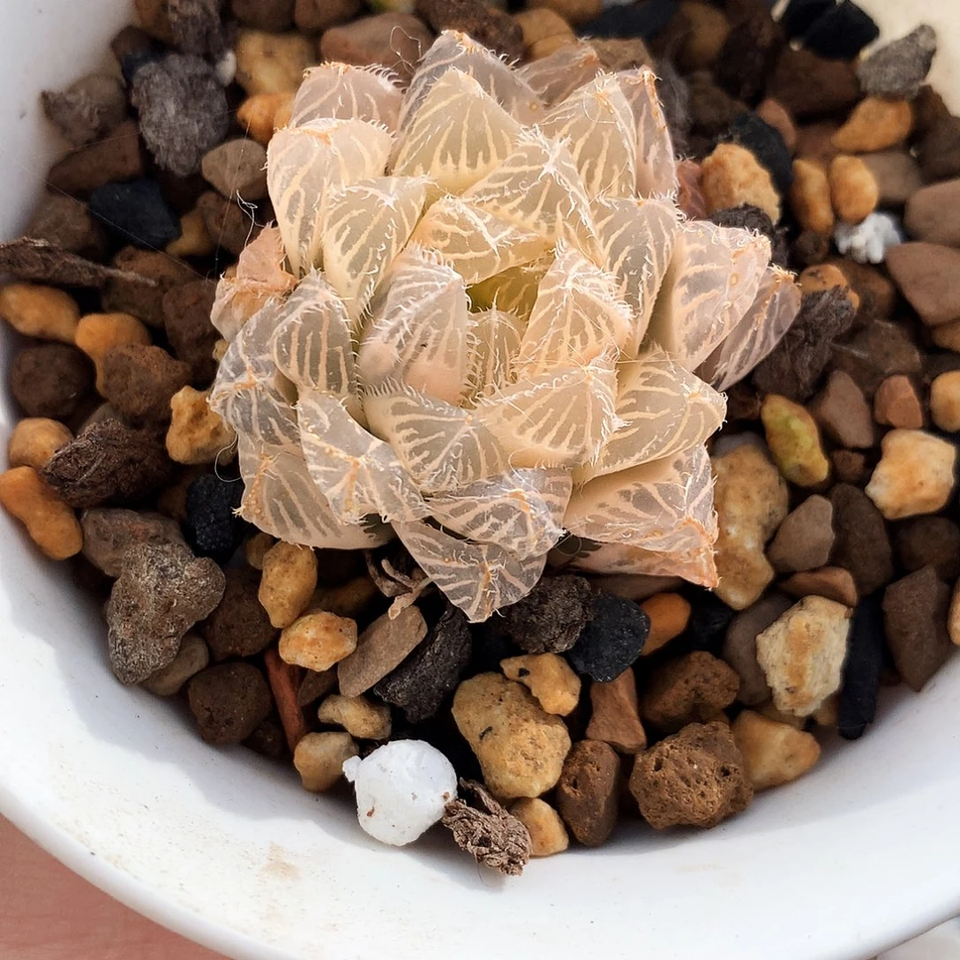 虎斑玉露锦，一物一拍