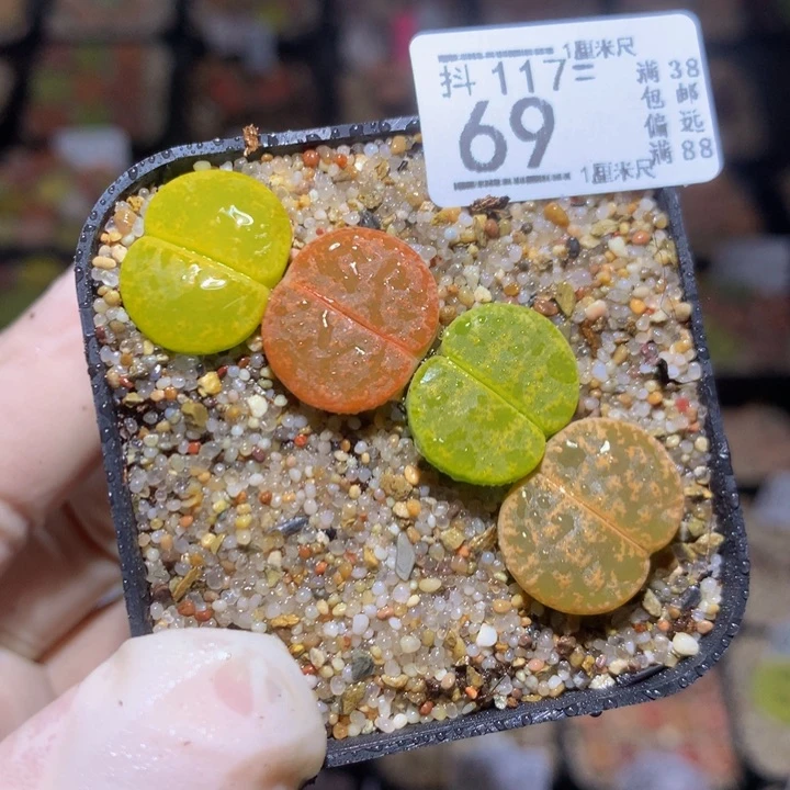 精品生石花117.69