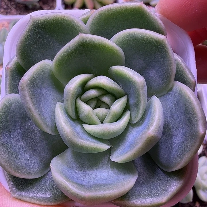 碧琉璃叶插苗一物一拍