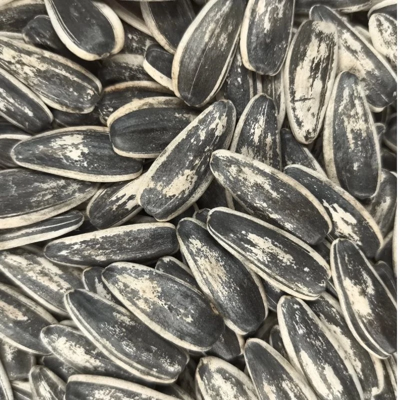 【花脸瓜子】新货大颗粒原味生葵瓜子休闲零食生葵花籽两斤装/包邮