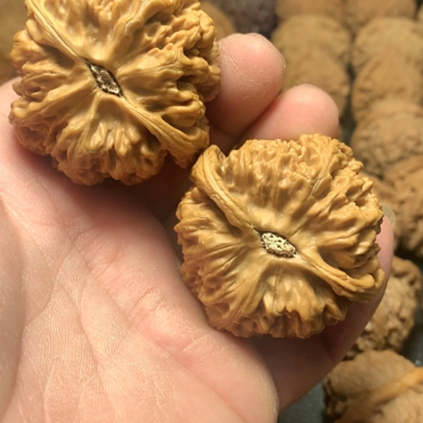 【闪购商品】左**二大粗筋