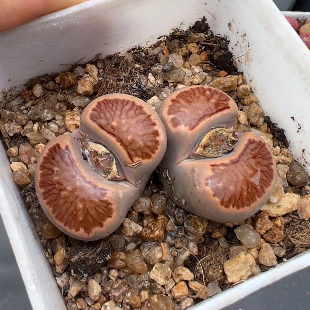 1.20好看的多肉884