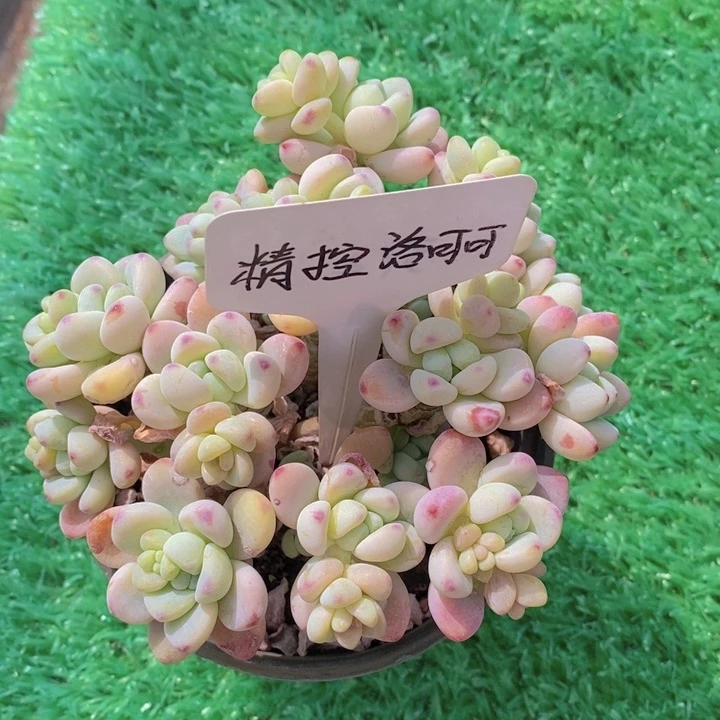 多肉植物，开心多肉