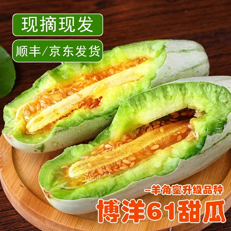 山东博洋61甜瓜博洋蜜瓜脆瓜 新鲜现摘 5斤装