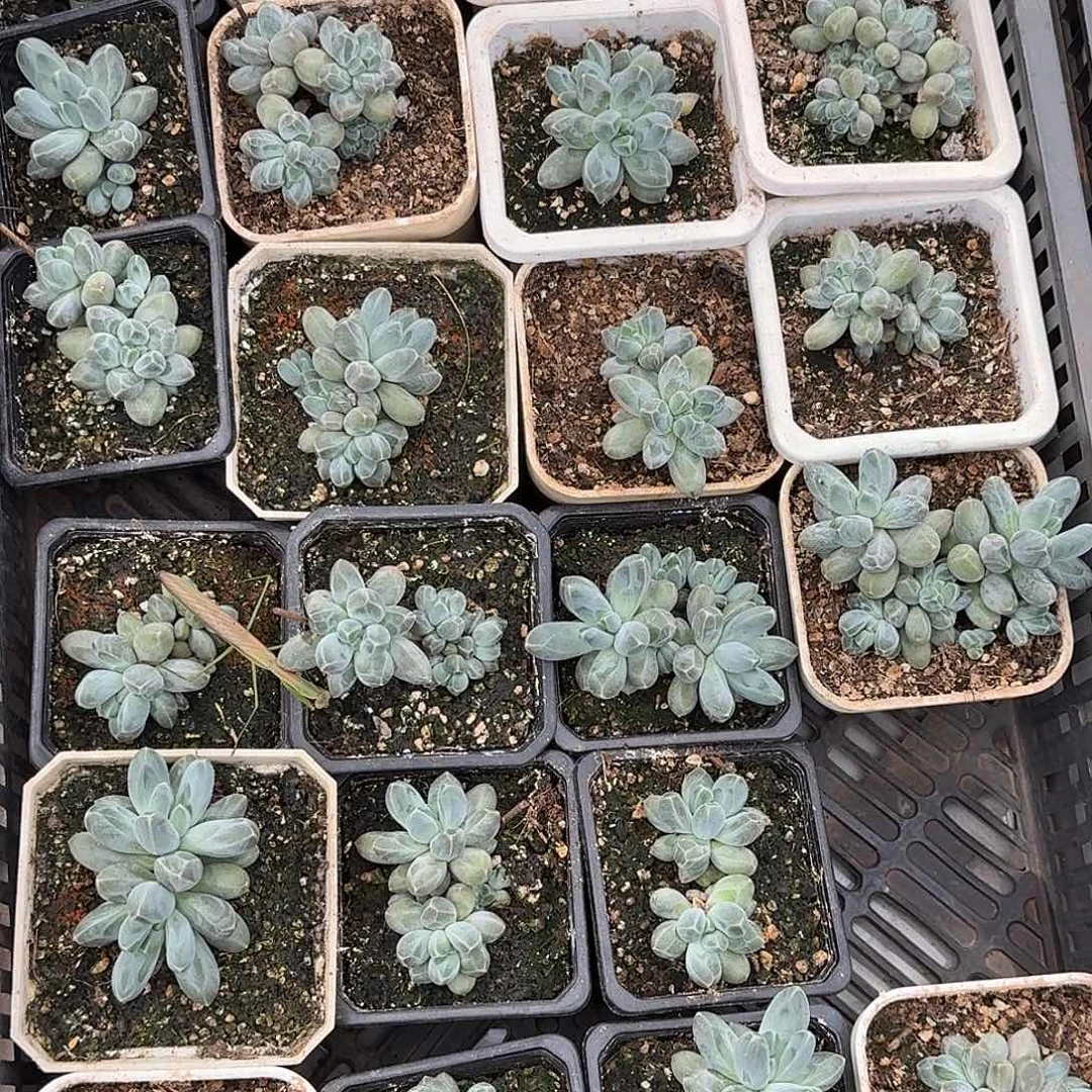 新品美人多肉植物zzc
