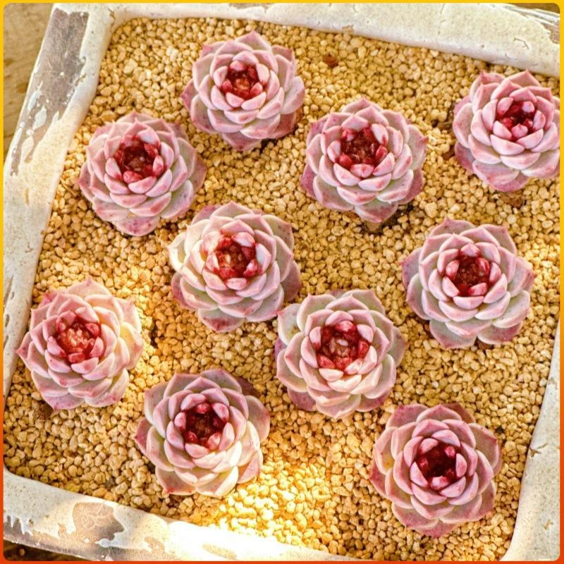 天鹅绒多肉植物糖心花卉新手套餐室内办公室桌面盆栽含盆带土直发