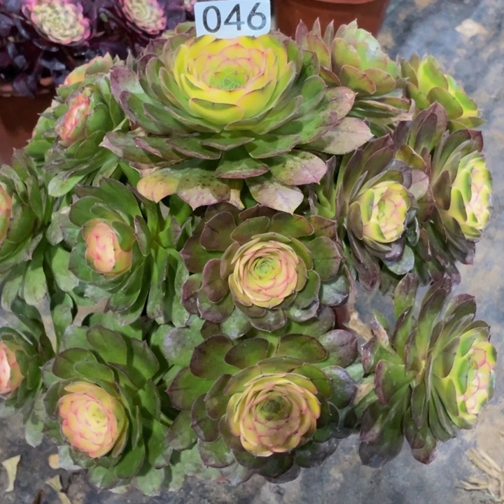 ?****师046万圣节药锦111111多肉