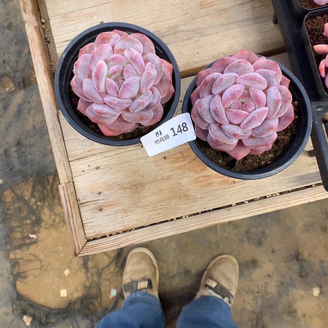 其***酱148粉星影多肉植物666
