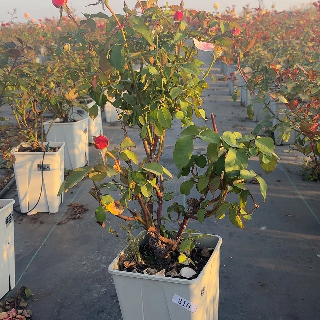 当前无花朵，栽培后可花朵310