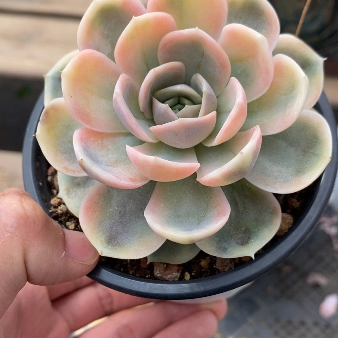 蓝色惊喜多肉植物7638