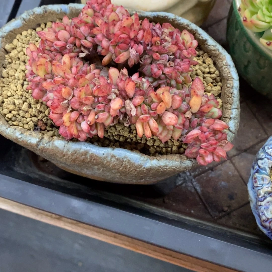 精品多肉一物拍不包整253