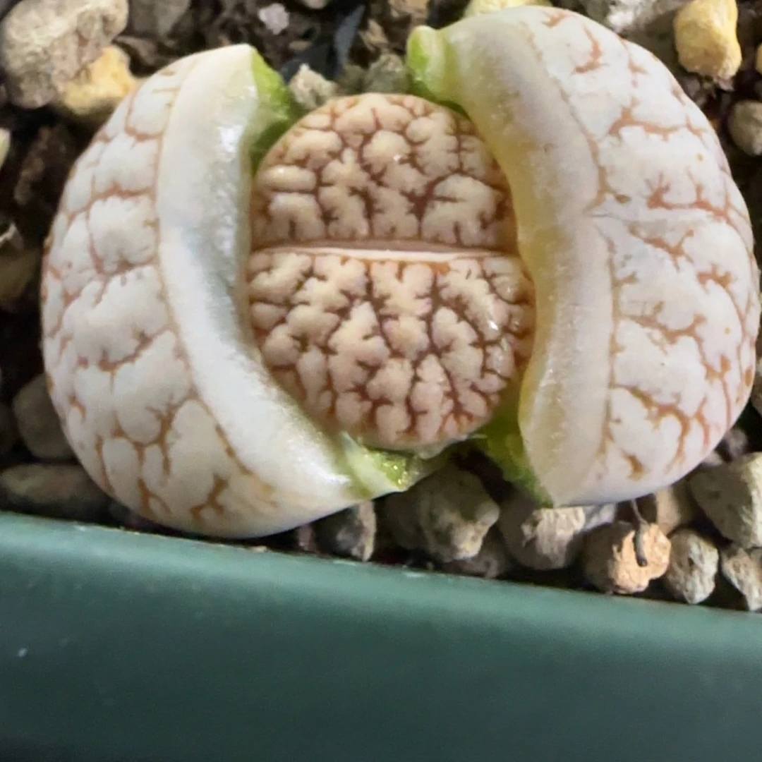黄色标189 生石花大棚直播