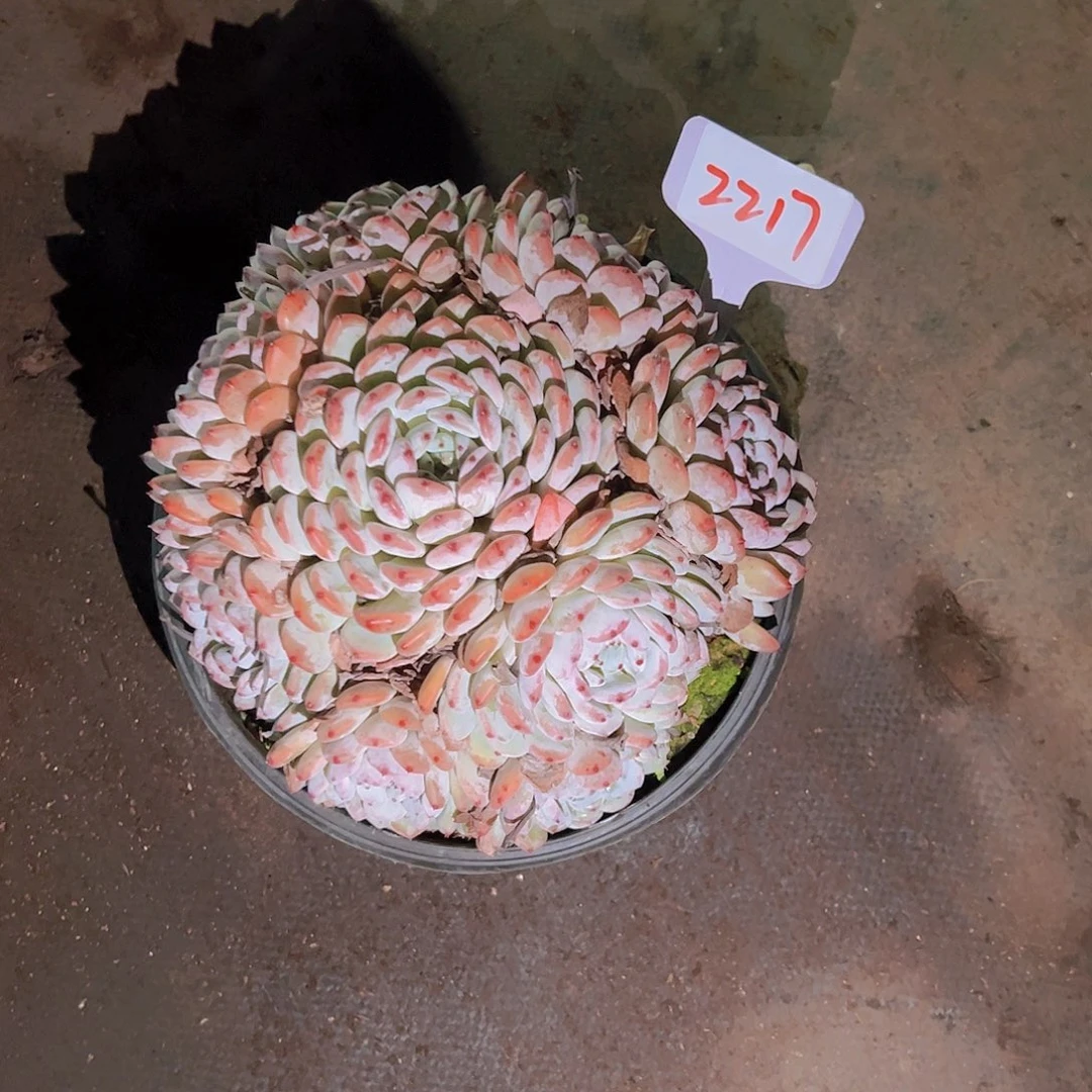 星*谷2217雪爪68。。。。