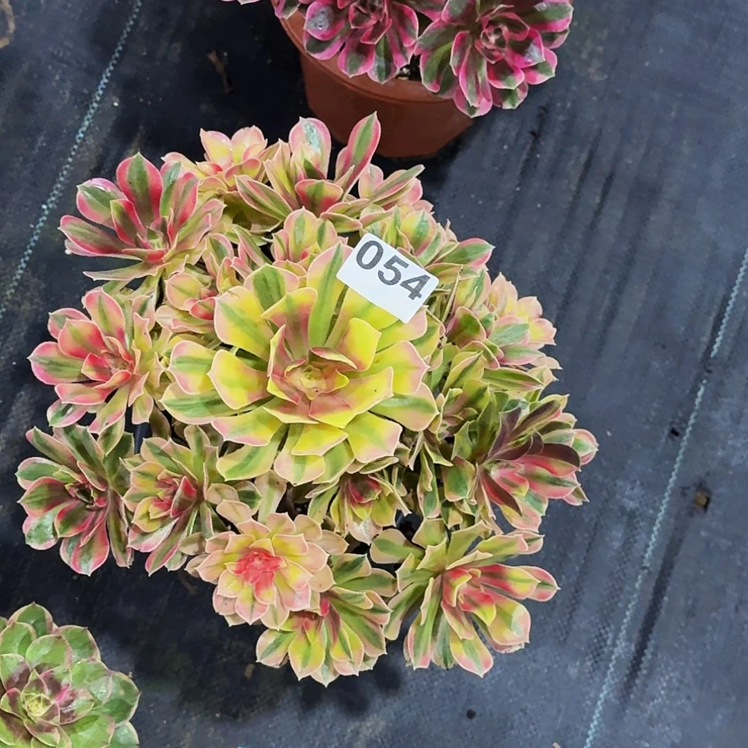 054男神冠服30公分