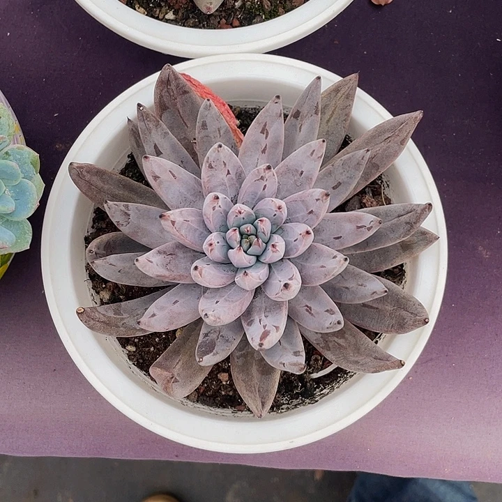 甘***甜多肉植物多肉魔抓